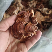 榆耳产地直发，灵芝菇又名榆耳，自产自销榆耳灵芝菌批发零售