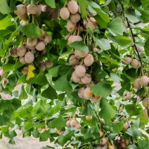 白果