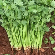 小叶香菜大叶香菜产地看货论价保质保量欢迎订购