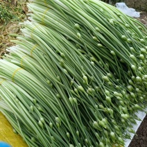 撇菜心和撇菜根