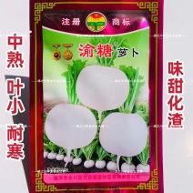 渝星甜罐白萝卜种子甜脆萝卜种籽春不老萝卜种子高产抗病秋季