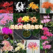 彼岸花种球易活红花石蒜曼珠沙华种球四季庭院阳台绿植盆栽种