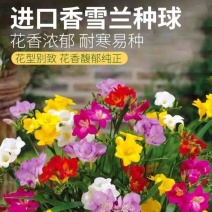 香雪兰种球四季多年生花香浓郁重瓣小苍兰好养活花卉盆栽植物