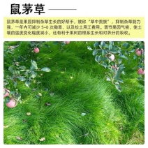 鼠茅草种子树林绿化绿肥绿肥草种鼠茅草种籽绿肥鼠茅草种籽批