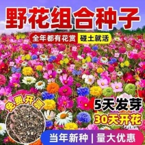 耐寒多年生野花组合种籽庭院景观室外阳台花海种子四季混合型