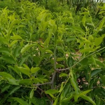冬枣树苗陕西大荔优质冬枣树苗纯度保证产地直销欢迎订购