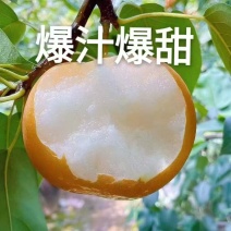 正宗秋月梨一件代发！爆汁香甜的