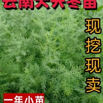 天冬苗