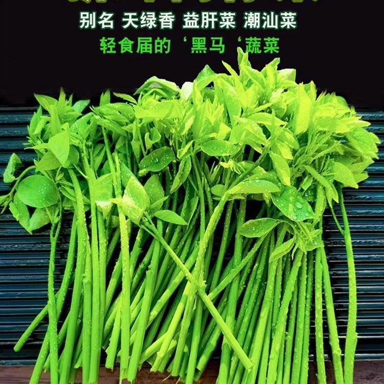 [树仔菜批发]广东揭阳普宁市树仔菜 10.00元/斤普宁树仔菜 _ 一亩田