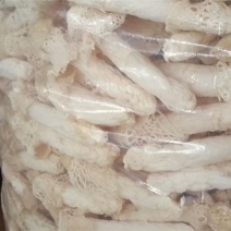贵州红托竹荪