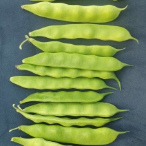 直板小油豆