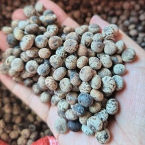 新采刨花楠种子刨花润楠润种子香粉树竹叶楠种子落叶乔木