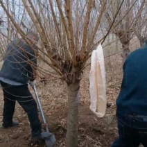 苗圃大量出售4-12公分桃树