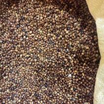 纯新精品苦神籽