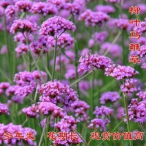 柳叶马鞭草种子花种子多年生草花种子室外园林景观绿化花海