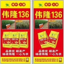 河南小麦种子伟龙136小麦种子高产抗寒抗旱稳产