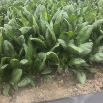 精品大叶波菜大量上市直供平台各大商超
