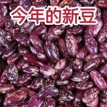 紫花农家大芸豆新豆饭豆煮粥批发四季豆五谷杂粮大碴