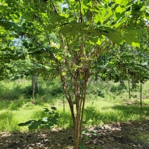 紫荆花基地，价格美丽，一手货源，保证成活，规格齐全，