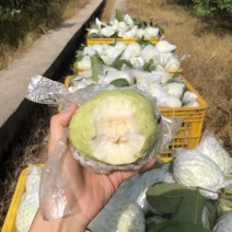 云南芭乐番石榴红心白心都有支持电商按需做货