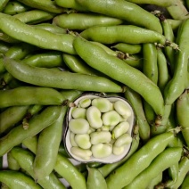 七粒香香蕉蚕豆种子鲜籽粒型中熟品种根系发达茎杆粗壮
