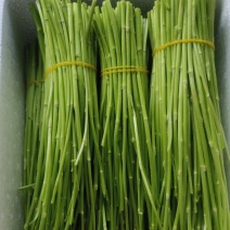 芦蒿精品、散货、泡沫箱加冰