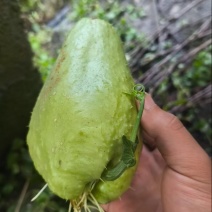 精品源头佛手瓜种，大量供应，各位老板们贸易起来吧