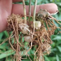 姜型多花甜黄精种苗1500米以下海拔常年不倒苗