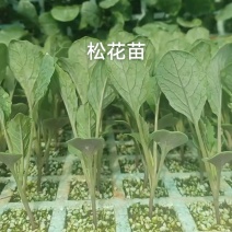 高角青杆小米粒松花苗