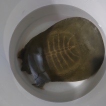 甲鱼