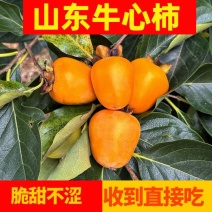 山东牛心柿子高山种植脆甜柿子。专业代收代发要货提前订