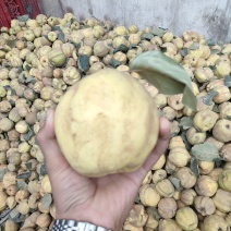 水果中的活化石——新疆榅桲🍐