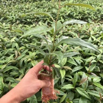 黑老虎苗血藤果布福娜苗果树苗稀奇水果恶魔果苗南方盆栽