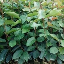 油茶苗