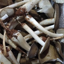 人工种植鸡枞