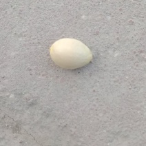 白果