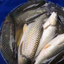 鱼/活鱼/草鱼/自家鱼塘养殖新鲜鱼类/鲫鱼/鳊鱼