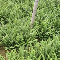 肾蕨