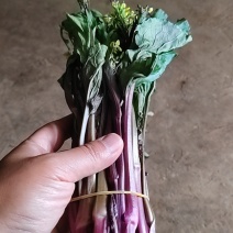 红菜苔