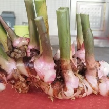 南姜大量上市欢迎来电采购量大从优可视频看货