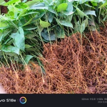 二代驯化金果榄苗易成活可提供种植技术包邮量大从优