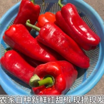 红泡椒泡椒红线椒二荆条产地看货论价支持视频看货