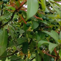 当年新采刨花楠种子刨花润楠种子香粉树竹叶楠种子落叶乔木