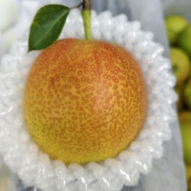 芙蓉香梨