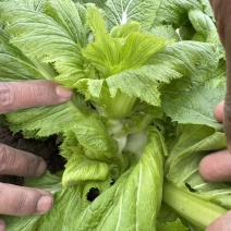 儿菜大量上市源头价格