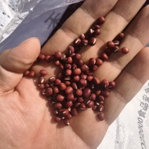 珍珠红小豆自家种