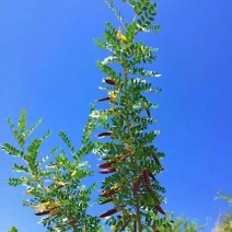 柠条种子林灌木多年生柠条耐旱耐寒耐高温薪炭材花朵好看用处