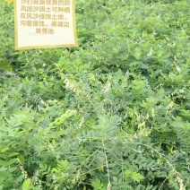 沙打旺四季牧草-耐寒耐旱进口种子护坡固土绿肥