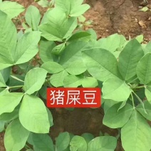 灌木系列猪屎豆种子椭圆叶猪屎豆护坡绿化包邮新种子林木种子