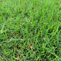 黑麦草种籽子种四季多年生耐寒牧草种子畜牧养殖草种鸡鸭牛羊